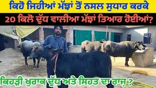 ਕਿਹੜੇ ਝੋਟੇ ਦੀ ਝੋਟੀ ਨੇ 20 ਕਿੱਲੋ ਦੁੱਧ ਦਿੱਤਾ||ਨਸਲ ਲਈ ਝੋਟੇ ਦੀ ਚੋਣ||ਪਸ਼ੂਆਂ ਲਈ ਕਿਹੜੀ ਖੁਰਾਕ ਫ਼ਾਇਦੇਮੰਦ||