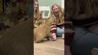 Where can you see capybara in the United States? Tanganyika Wildlife Park. #capybara #meetacapybara