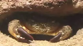 &copy; Каменный краб Eriphia verrucosa   03   Video Dr  Oleg Kovtun