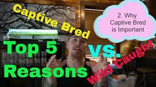 Top 5 Reasons for Captive Bred VS. Wild Caught Reptiles