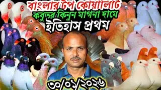 বাংলার,টপ,কোয়ালিটি,কবুতর,কিনুন,বাংলা,দামে,বিউটি,ডেনি,শোকিং,মুন্ডিয়ান,নান,লাহরী,কোকা,চিলা,ইত্যাদি???