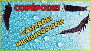 Copépodes: Crustáceos microscópicos, conheça mais sobre eles!