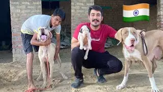 Promoting Indian Royal Dog Breed 🇮🇳 (Bully Kutta)😎