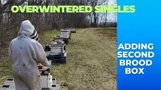 Overwintered Single Brood Box Management 🐝 Spring Inspection and Adding Second Box