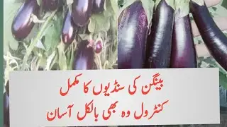 بینگن کی ٹہنیاں اور پھلوں کے بورر کا مکمل علاج|Complete treatment of eggplant shoot and fruit borer