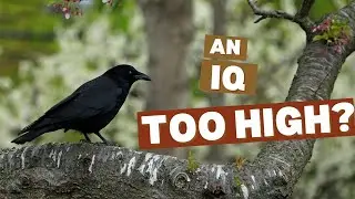 Ravens and Crows Are Smarter Than You Think &mdash; Here&rsquo;s the Proof