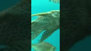 Fishes Guntur exhibition