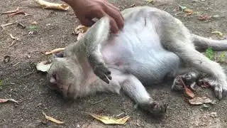 Sleepy Lucy monkey needed some massage to get sleep well.do it for her man.monkey&rsquo;s life