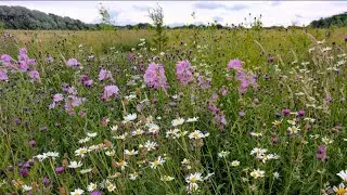 Lots Of Wild Flowers In Arrowe Park, Vlog 22.06.25