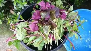 ALUGBATI SALAD with Oxalis