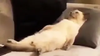 Cats as Days of the Week 😆