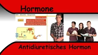 Antidiuretisches Hormon Teil 1