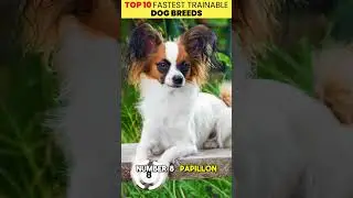 Топ-10 самых быстро поддающихся дрессировке пород собак 🐕&zwj;🦺🧠 (Часть 1: №10&ndash;№6)