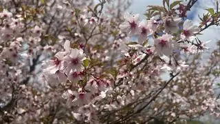 塔ノ岳表尾根は山桜が満開 2022年4月23日