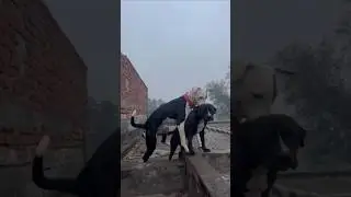 #pitbulllove Pitbull Dog Aggressive not love right #ekmotahathighumechala #funny #reels #pittienatio