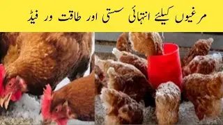 Chicks Growth Tips | Aseel Breeding Formula by aseel Hen House