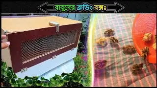ব্রুডিং বক্স বানানোর পদ্ধতি ⚡making brooder for chick's 🔥Jactok পাখি ভাইয়া