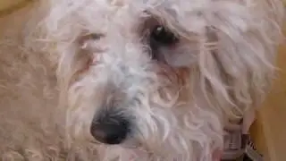 ADOPTED - Gilbert the poodle looking for home - visit: www.dogsneedhomes.blogspot.com