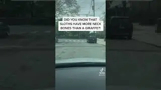creepy sloths!