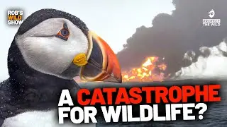 North Sea Spill: What Could it Mean For Wildlife?
