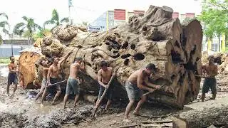 Giant Trembesi Split &ndash; Captivating Timber Grain