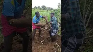 🍠மரவள்ளி கிழங்கு|maravalli kizhangu ✨#farming #tapioca  #மரவள்ளிக்கிழங்கு #trendingshorts