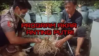 PROGRAM LANJUTAN AKAR ANTING PUTRI