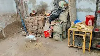 Cocktail Setup kysa Laga ?? | Lovebirds aviary shujabad 
