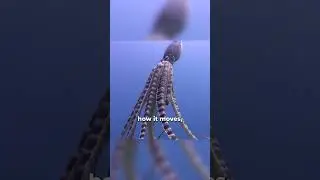Mimic Octopus: Ultimate Underwater camouflage  #animal #animals #animalfacts #animalknowledge #facts