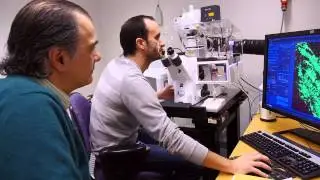 StemTherapy - Moving stem cells towards the clinic