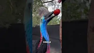 The World&rsquo;s Deadliest Bird That Cannot Fly