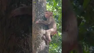 Baby monkey crying and calling for mommy 🐒💔#Shorts #Reels #Monkey #Wildlife