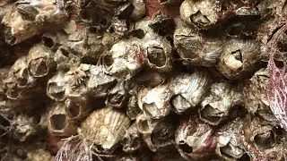 The Most Satisfying Barnacles Removal Ever – ASMR No Talking