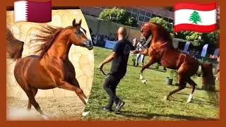 ابها قطر بطل العالم🐎جاء للبنان لتحسين نسل الاصايل باذن الله/متع نظرك بهيبته