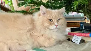 Big fluffy cat came to visit us on Xmas Day after a week's absence
