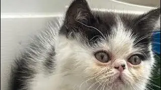 Black-White Exotic Flat Face Persian Kitten ThePersianLady.con