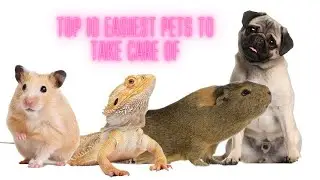 Top 10 Easiest Pets to Take Care Of