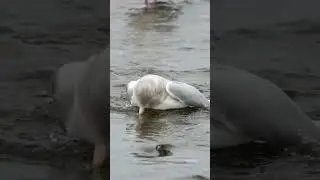 Gull bird takes a bath #shorts