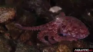 Close Up Clips from Tuwanek and Sechelt inlet.