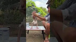 Monica Po-op #minky #babyanimal #monkey