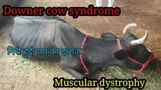 Downer cow syndrome | Muscular dystrophy in cow | Dignous and treatment |  Dr.Mubarak Ali Fakhr