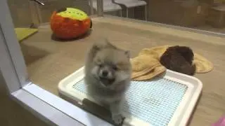 Japan Tokyo Pet Store