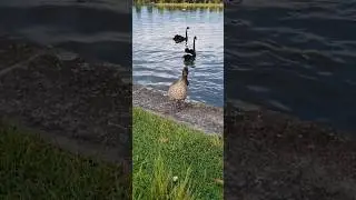 Why Australian Wood Ducks are Unique ? #ducks #birds #nature