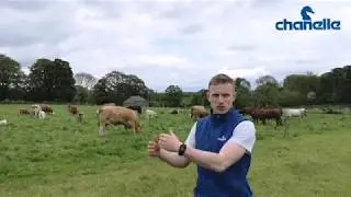 Should faecal egg counts be taken where cows are coughing? #sixtysecondsolutions