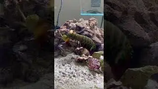 MANTIS SHRIMP VS TWO CRABS!!