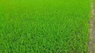O.m 18 sau 18 ngày xạ Đ X 2025 2026