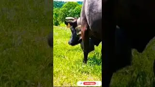 biggest expensive kundhi buffalo in talhar mandi 😯 | sindhikundhi youtubeshort trendingshorts viral