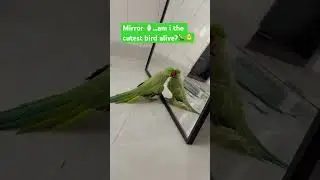 My parrot&rsquo;s concert comes with a side of self-love! 😂💚 #shorts #cute #funny#birds #parrot