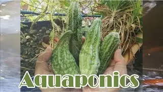 1 Minute break muna | Maging handa sa panahon ng Pandemic (AQUAPONICS)