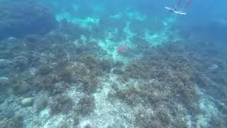 Schildpadden spotten Port Barton Filipijnen 